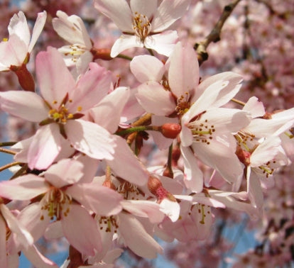 Prunus x subhirtella (light pink)