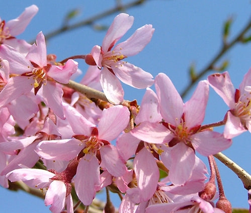 Prunus x Pink Snow Showers™