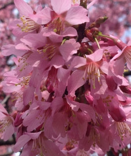 Prunus x 'Okame' (pink)