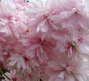 Prunus x 'Weeping Exrtaordinaire™' (pink)