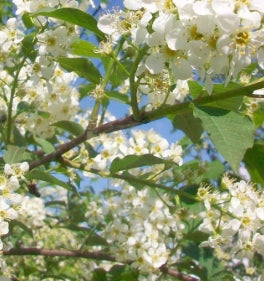 Prunus v. 'Schubert Select''