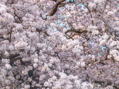 Prunus tib x. 'Yoshino' (white)