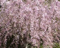 Prunus sub. 'Pendula Double' (pink) (CG)