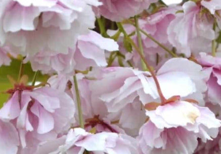 Prunus serr. 'Shirofugen' (pink)