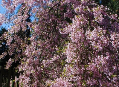 Prunus serr. 'Pendula' (pink)