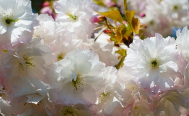 Prunus serr. 'Mt. Fuji' (white)