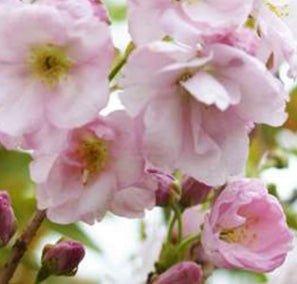 Prunus serr. 'Amanogawa' (pink)