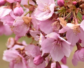 Prunus sargentii (pink)