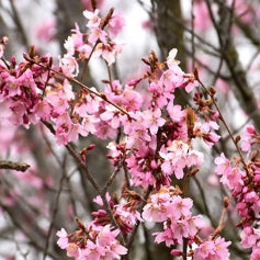 Prunus sargentii 'Columnaris' (pink)