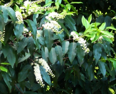 Prunus lusitanica, Tree Form