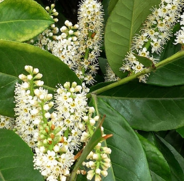 Prunus laurocerasus (w/ CA Certificate)