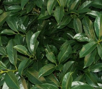 Prunus laur. 'Polster'