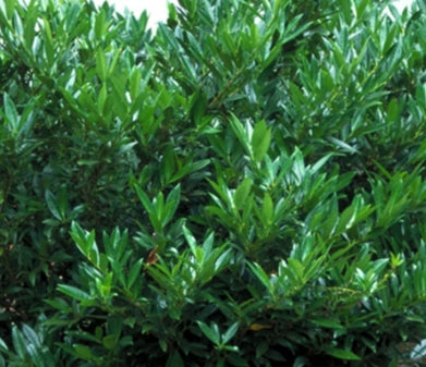 Prunus laur. 'Schipkaensis' (BBP)
