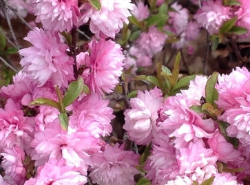 Prunus glandulosa