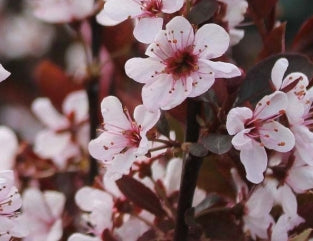 Prunus cistena (pink)