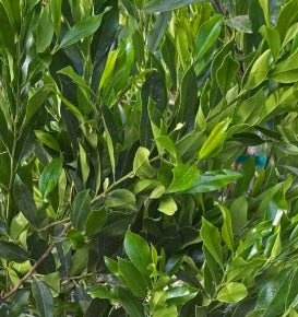 Prunus caroliniana 'Compacta'