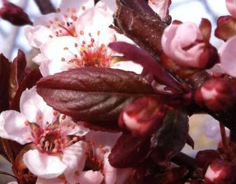 Prunus c. 'Newport' (pink)