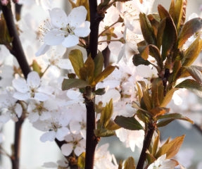 Prunus c. 'Crimson Pointe' ™ PP19564 (white)