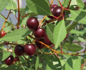 Prunus besseyi