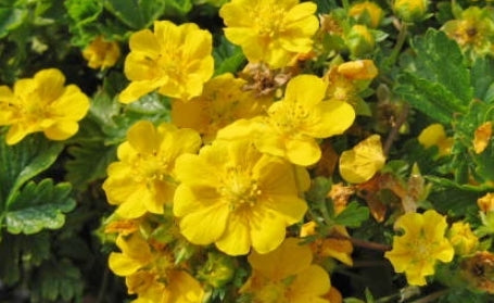 Potentilla neumanniana 'Nana'