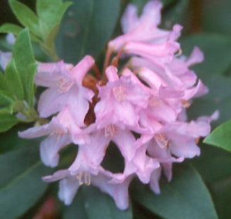 Rhod. 'Myrtifolium' (pink)- H-2