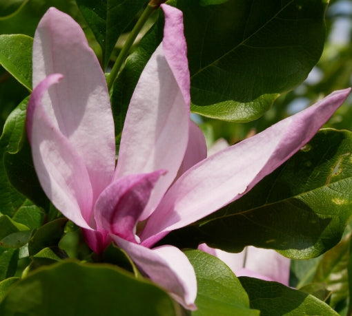 Magnolia x 'Betty' (purple)