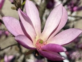 Magnolia x 'Ann' (rose)