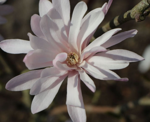 Magnolia stellata 'Rosea Jane Platt' (pink)