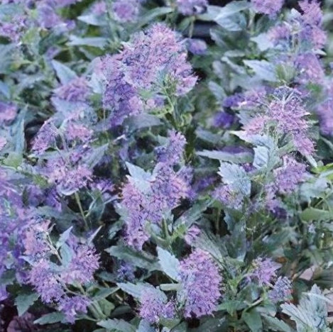 Caryopteris x clan. 'First Choice' PP11958