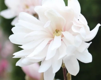 Magnolia stellata 'Centennial Blush' ™ FIRST EDITIONS® (pink) PP22248 (CG)