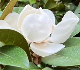 Magnolia gr. 'Victoria', Tree Form (white)
