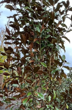 Magnolia gr. 'Kay Parris' (CG)