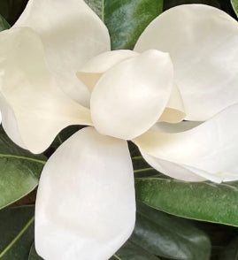 Magnolia gr. 'Edith Bogue' (white) (CG)