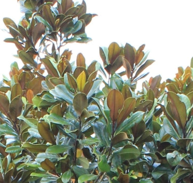 Magnolia gr. 'Blanchard' (white)