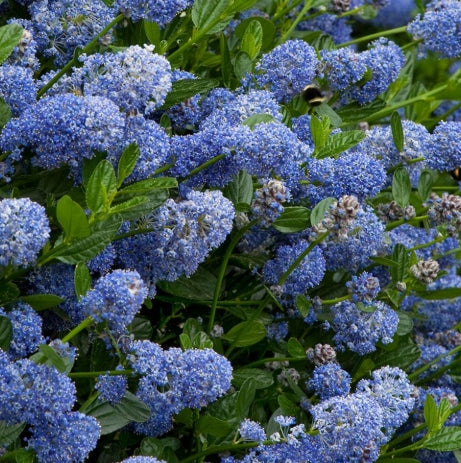 Ceanothus 'Victoria'