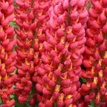 Lupinus WESTCOUNTRY™ 'Red Rum'