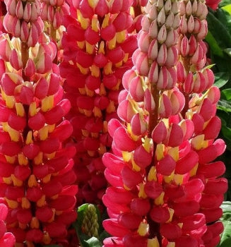 Lupinus WESTCOUNTRY™ 'Tequila Flame'