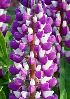 Lupinus WESTCOUNTRY™ 'Blacksmith'