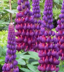 Lupinus WESTCOUNTRY™ 'Masterpiece'