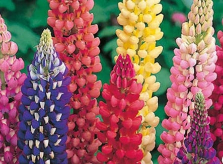 Lupinus 'Russell Mix'