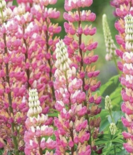Lupinus 'Gallery Series Pink'
