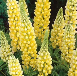Lupinus 'Gallery Yellow'