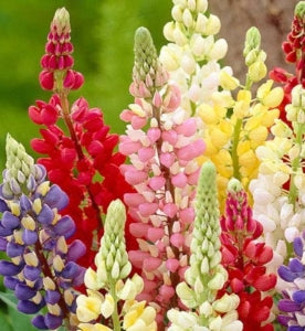 Lupinus 'Gallery Mix'