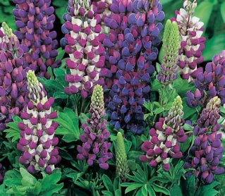 Lupinus 'Gallery Blue Shades'