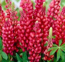 Lupine Mini Gallery™ Red Bicolor