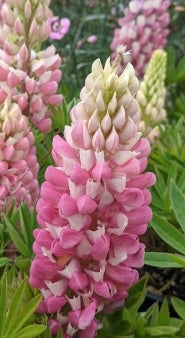 Lupine Mini Gallery™ Pink Bicolor