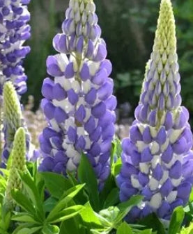 Lupine Mini Gallery™ Blue Bicolor