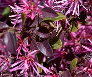 Loropetalum chinensis 'Razzleberri'® (red)