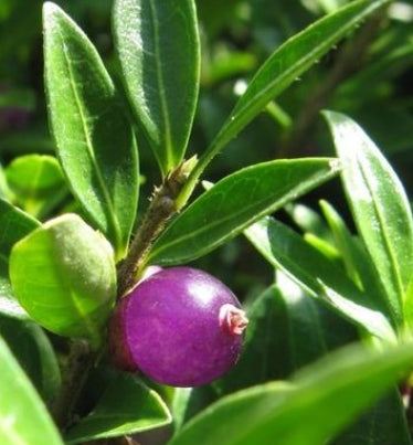 Lonicera pileata 'Royal Carpet'