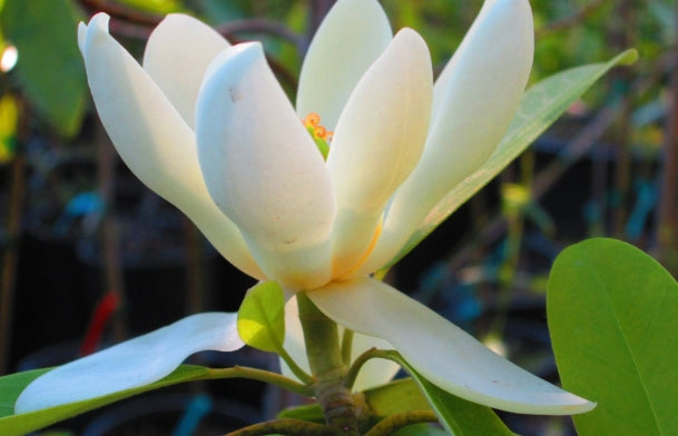 Magnolia virginiana 'Moonglow' (creamy white)